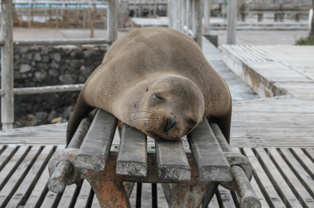 Galapagos Islands, Sea Lion