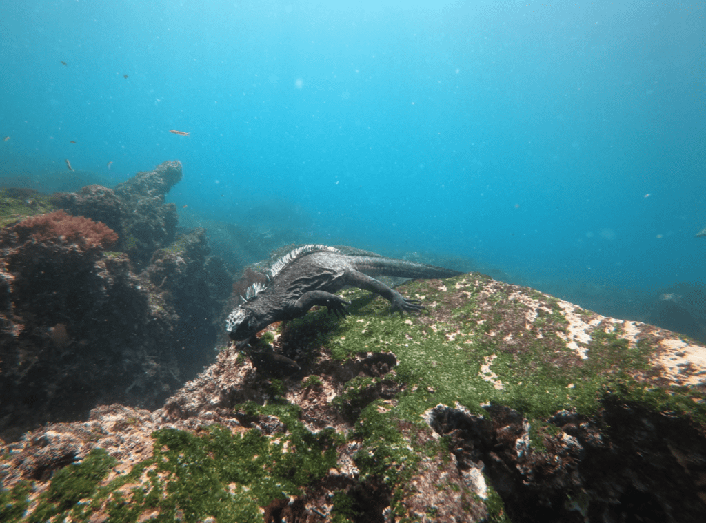 Galapagos Islands, Marine Iguana