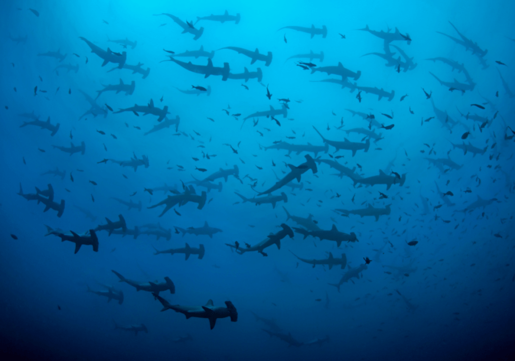 Galapagos Islands, Schooling Hammerhead sharks