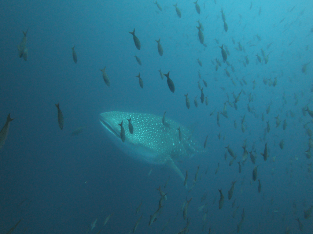 Galapagos Islands, Whale shark