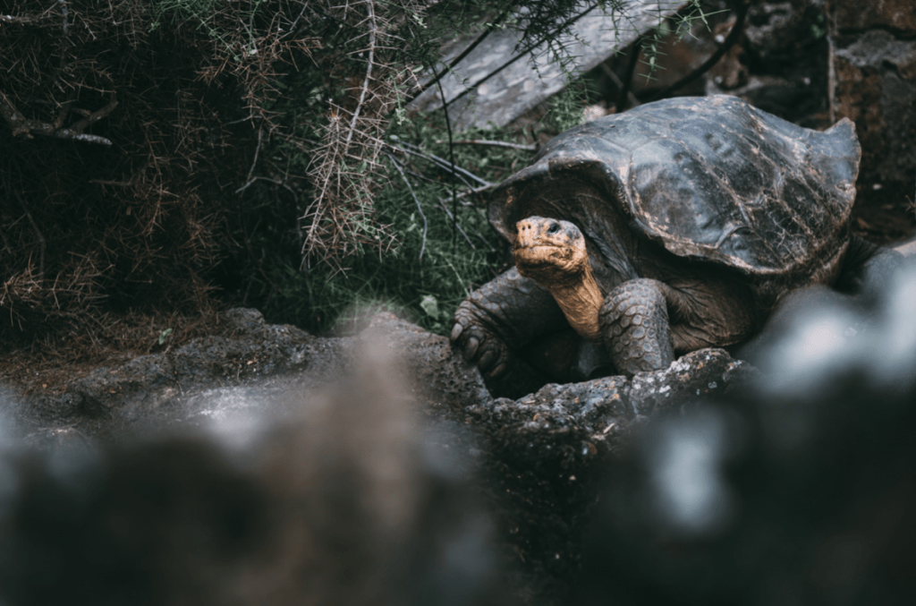 Galapagos Islands, Tortoise