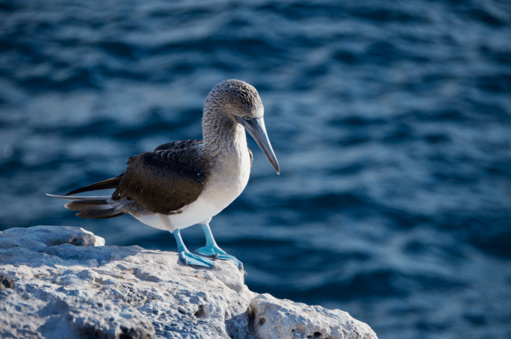 Galapagos Islands, Blue footed booby