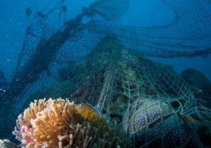 Ghost fishing net on top of reef