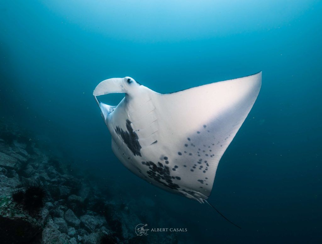 diving with manta rays scaled