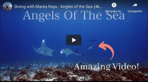 YouTube video diving with manta rays Poseidon's adventure