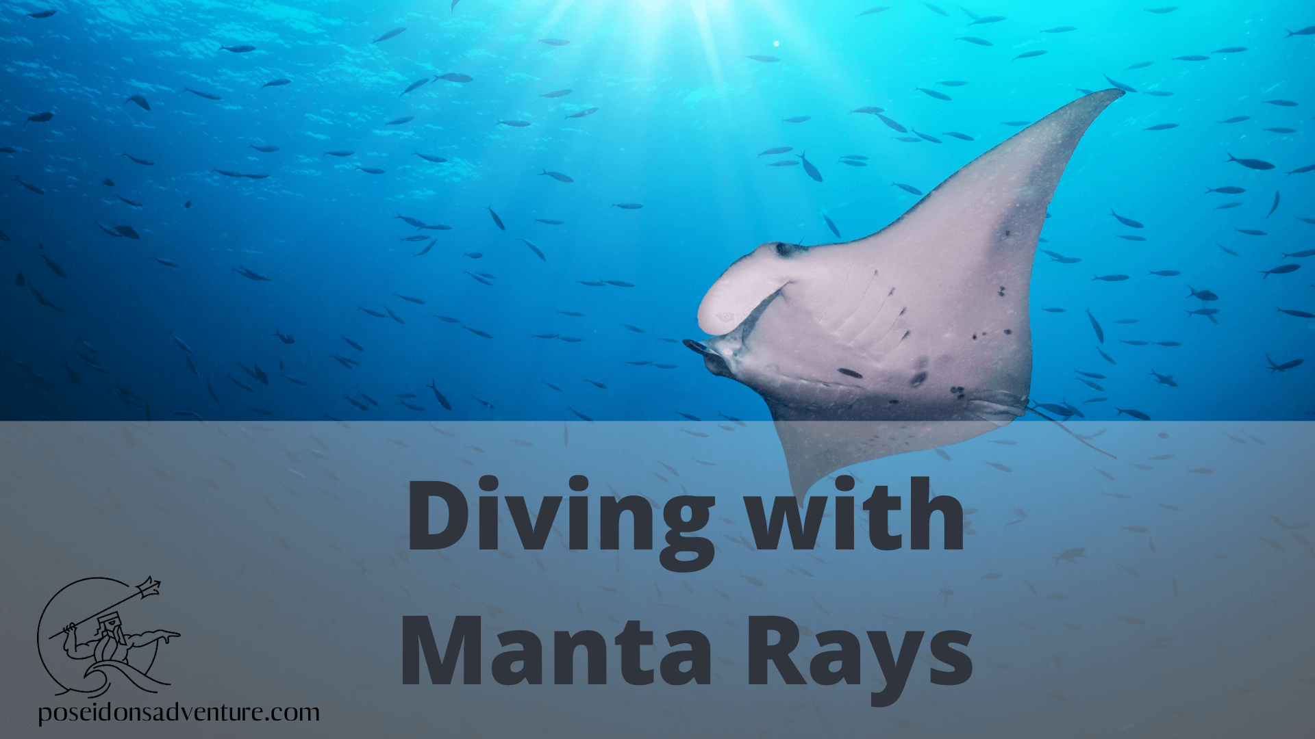 diving with manta rays