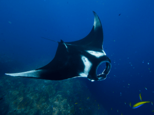 diving with manta rays