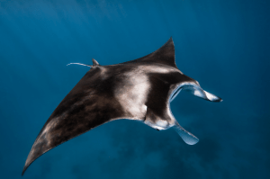 diving with manta rays