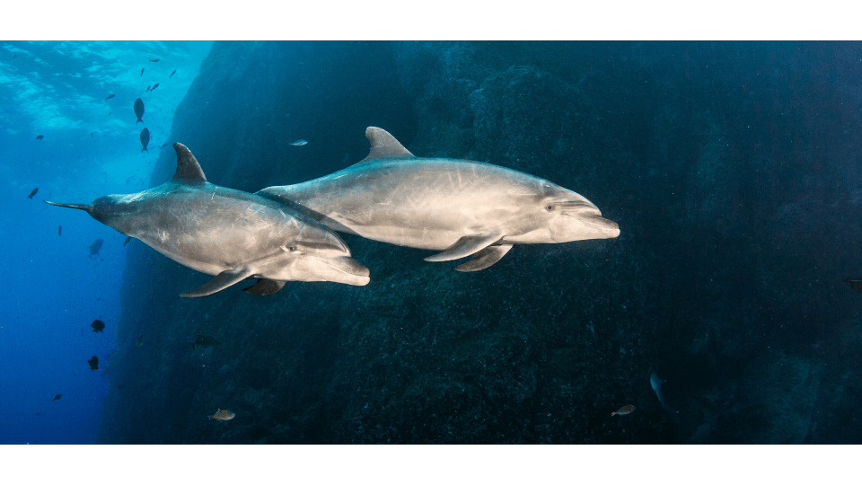 Revillagigedo, Dolphins