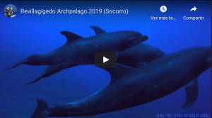 Video Revillagigedo Islands Youtube