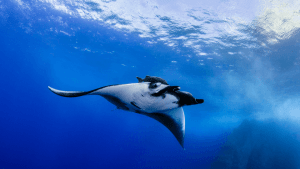 Revillagigedo, Manta ray
