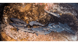 Revillagigedo, white tip reef sharks, Roca Partida