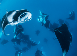 diving with manta rays