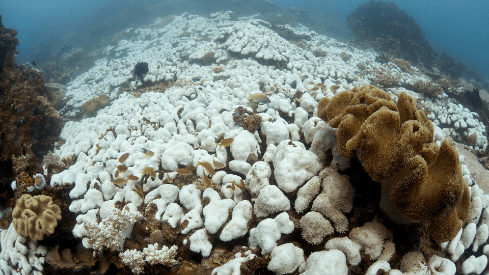 coral reef bleaching