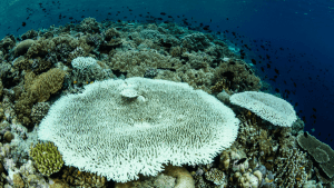 Coral skeleton
