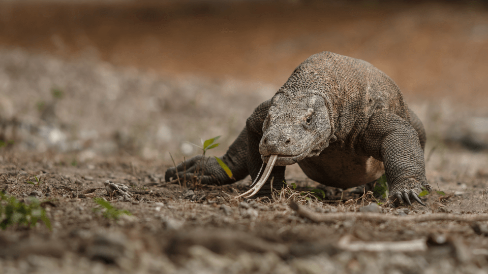 Komodo Bush Walk