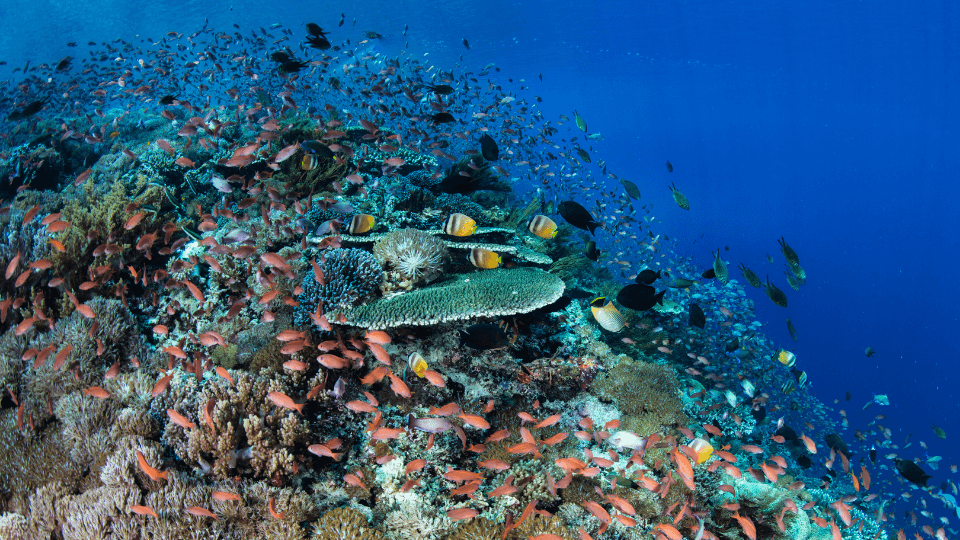 Komodo NAtional Park reef