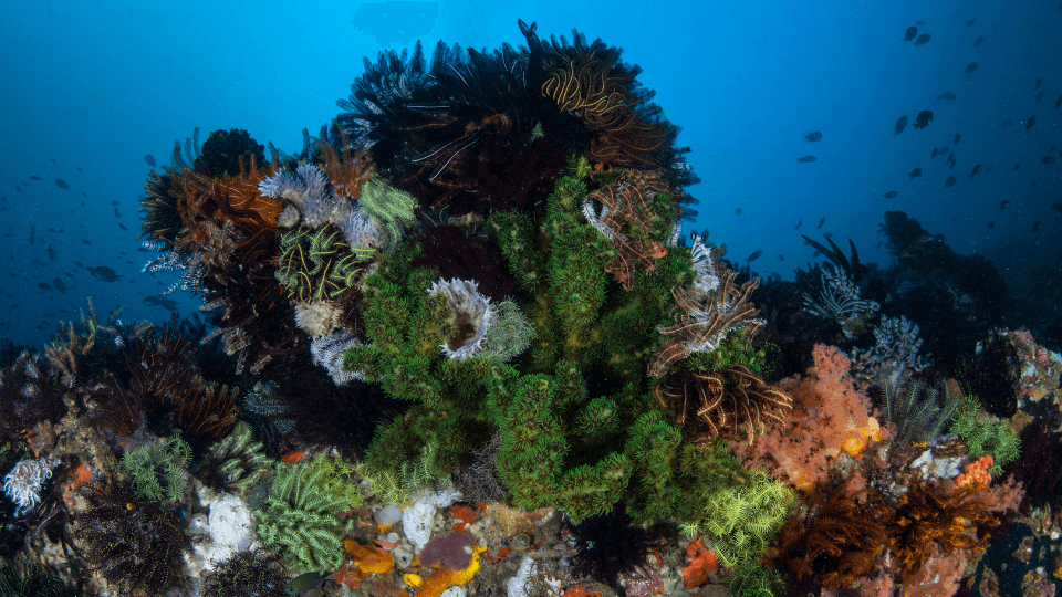 Komodo South