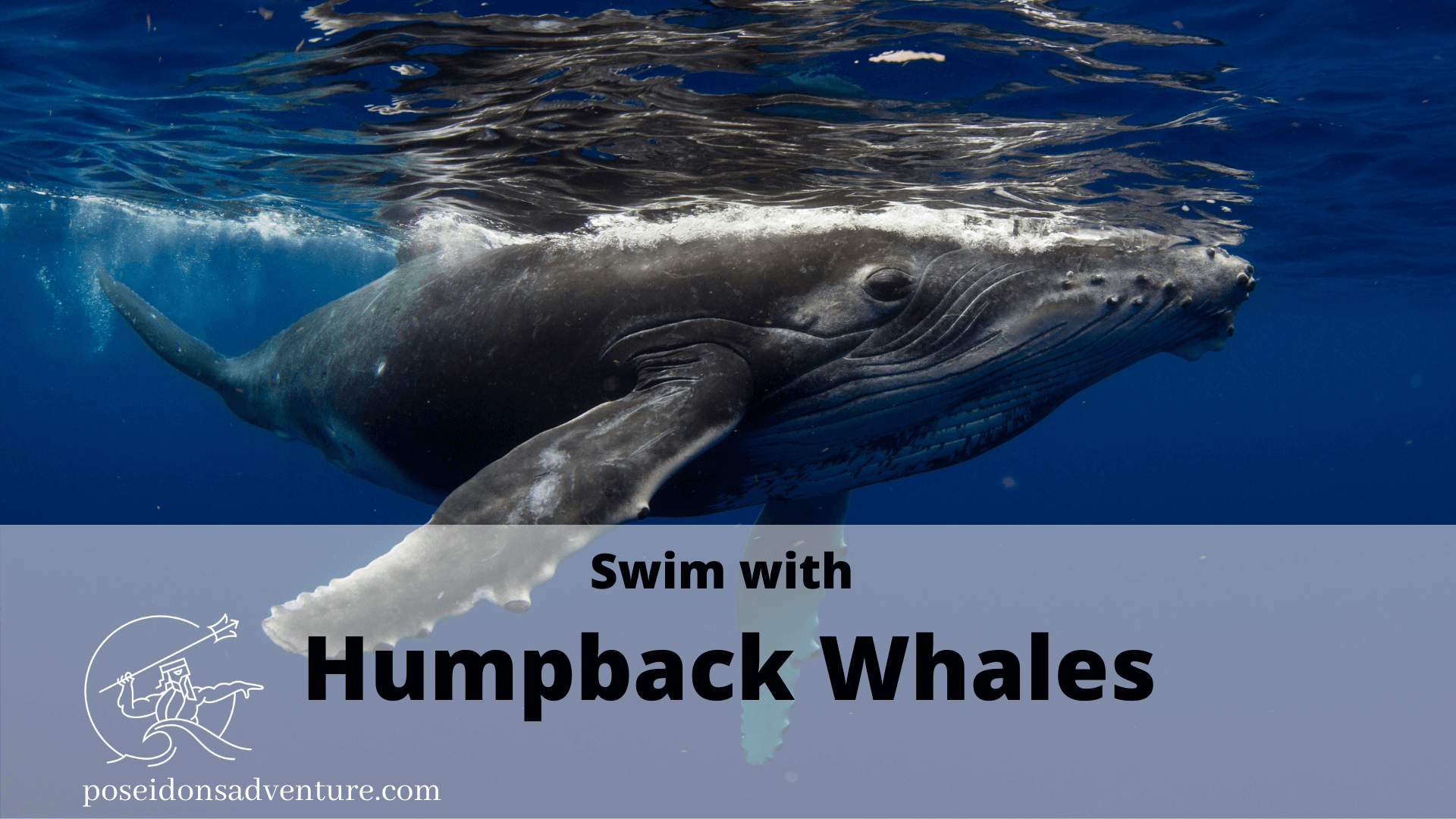 Swim With Humpback Whales