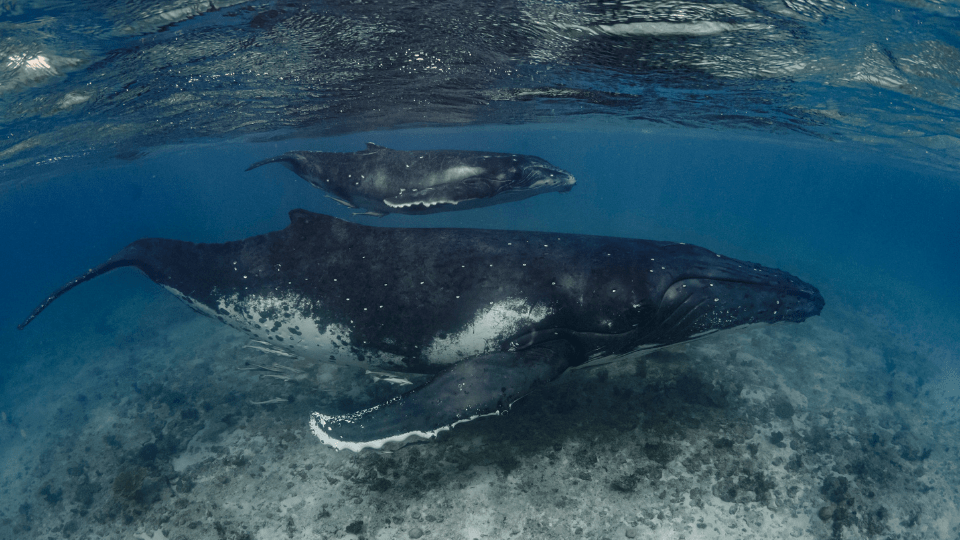 Humpback whales swimming close