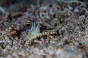 Jawfish 1 scaled