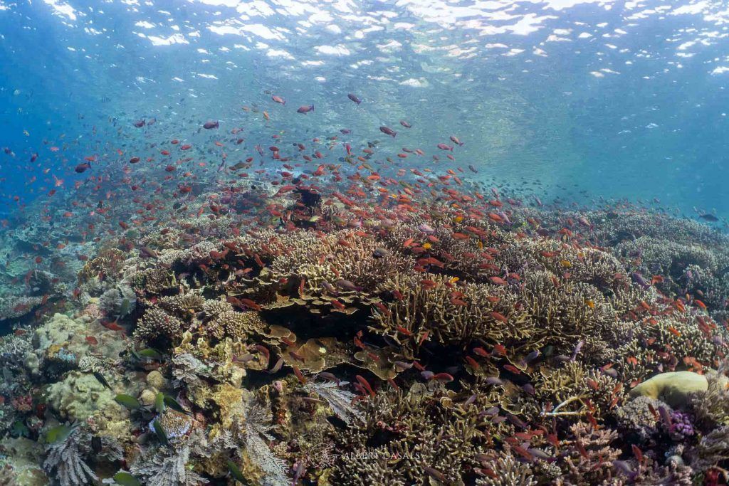Underwater - Reef scape