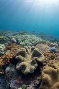 Soft corals vertical 1 scaled